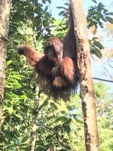 Travel Agent Nomadic Journeys Priya Kothari Borneo rotated