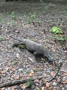 Travel Agent Nomadic Journeys Priya Kothari Komodo