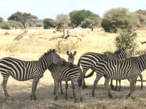 Travel Agent Nomadic Journeys Priya Kothari Serengeti 1