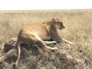 Travel Agent Nomadic Journeys Priya Kothari Serengeti 5